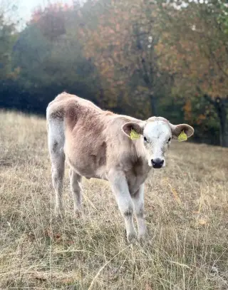 Jalovička Jersey / Charolais