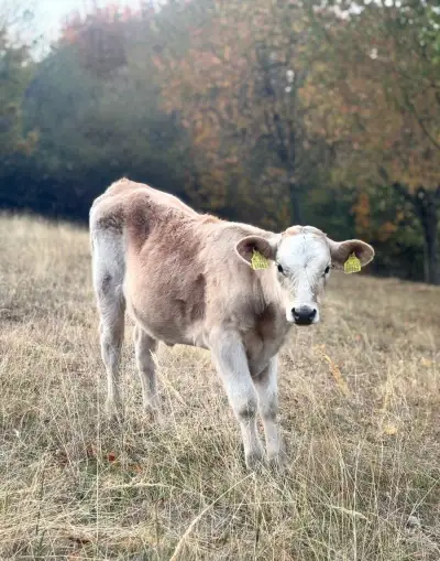 Jalovička Jersey / Charolais