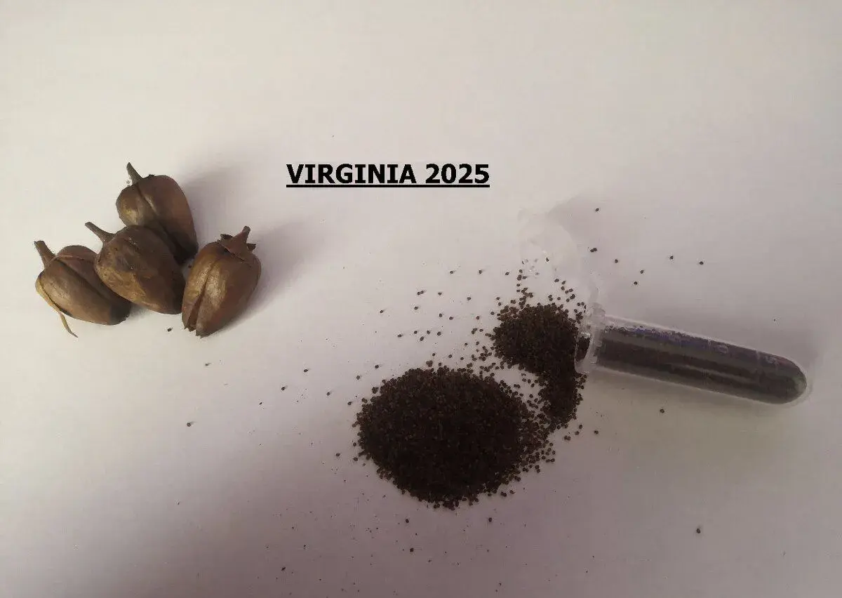 Semená Tabaku Virginia
