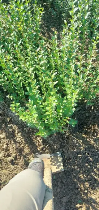 Vtáčí zob - Ligustrum