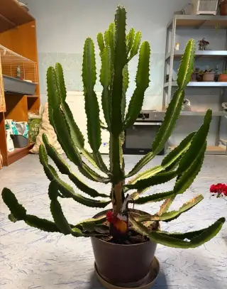 Kaktus Euphorbia