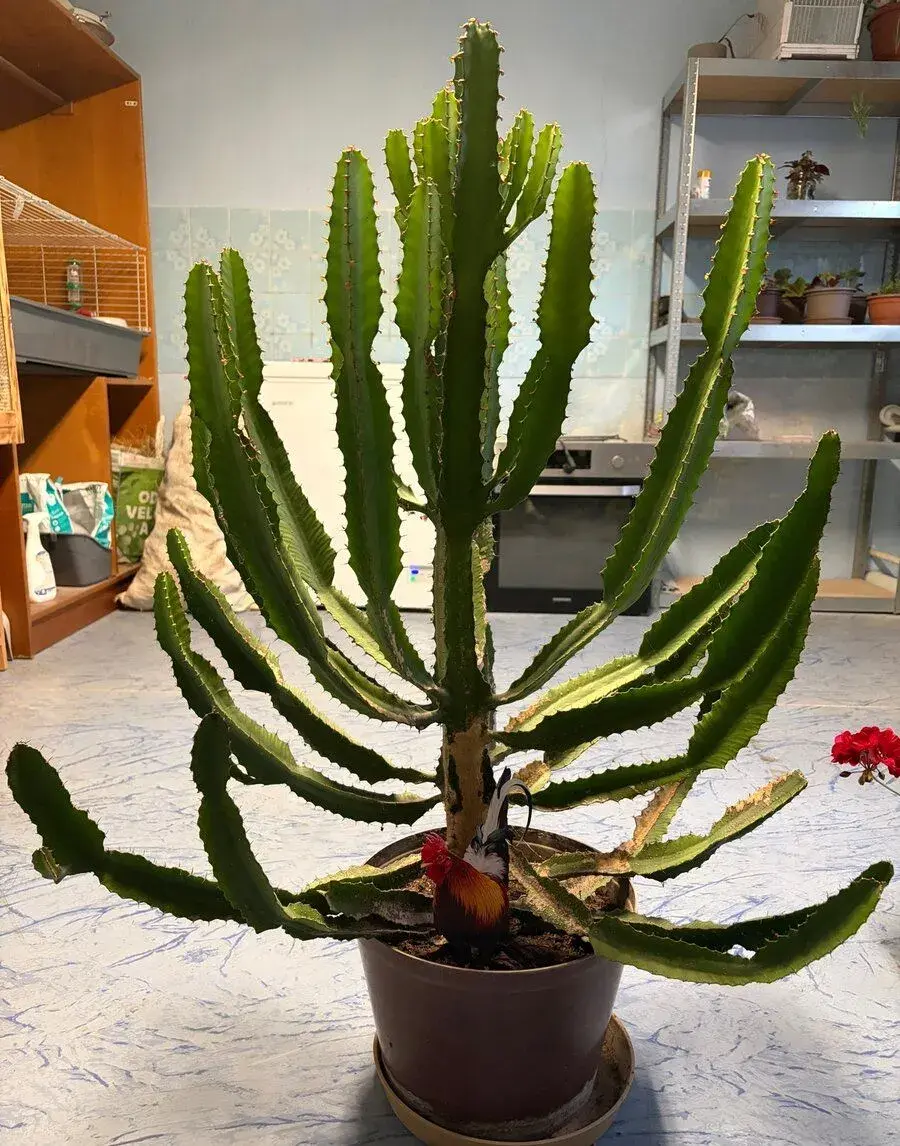 Kaktus Euphorbia