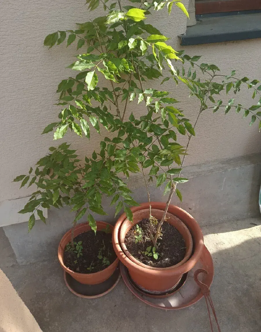 Visteriu 2rocnu výška 1.20m