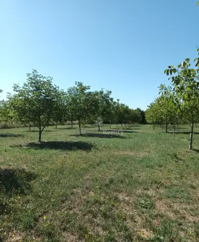 Na predaj záhrada , obec Budince, okres Michalovce