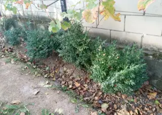 KRUSPAN BUXUS