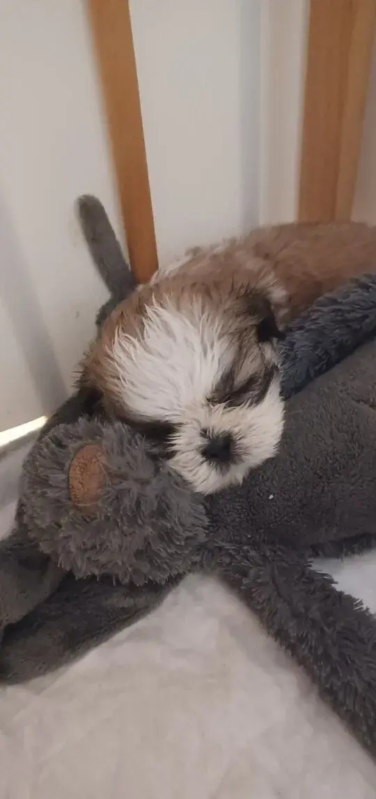 Šteniatka shitzu(shih-tzu)