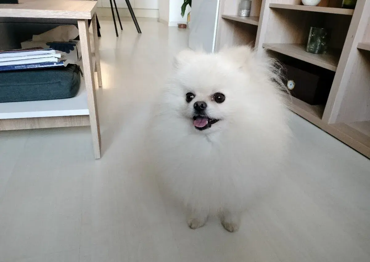Pomeranian na krytie