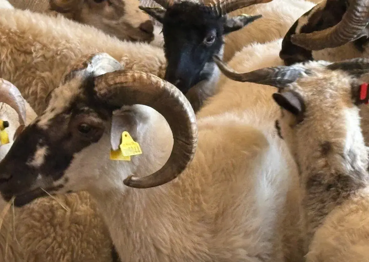 Barany plemena pôvodná Valaška