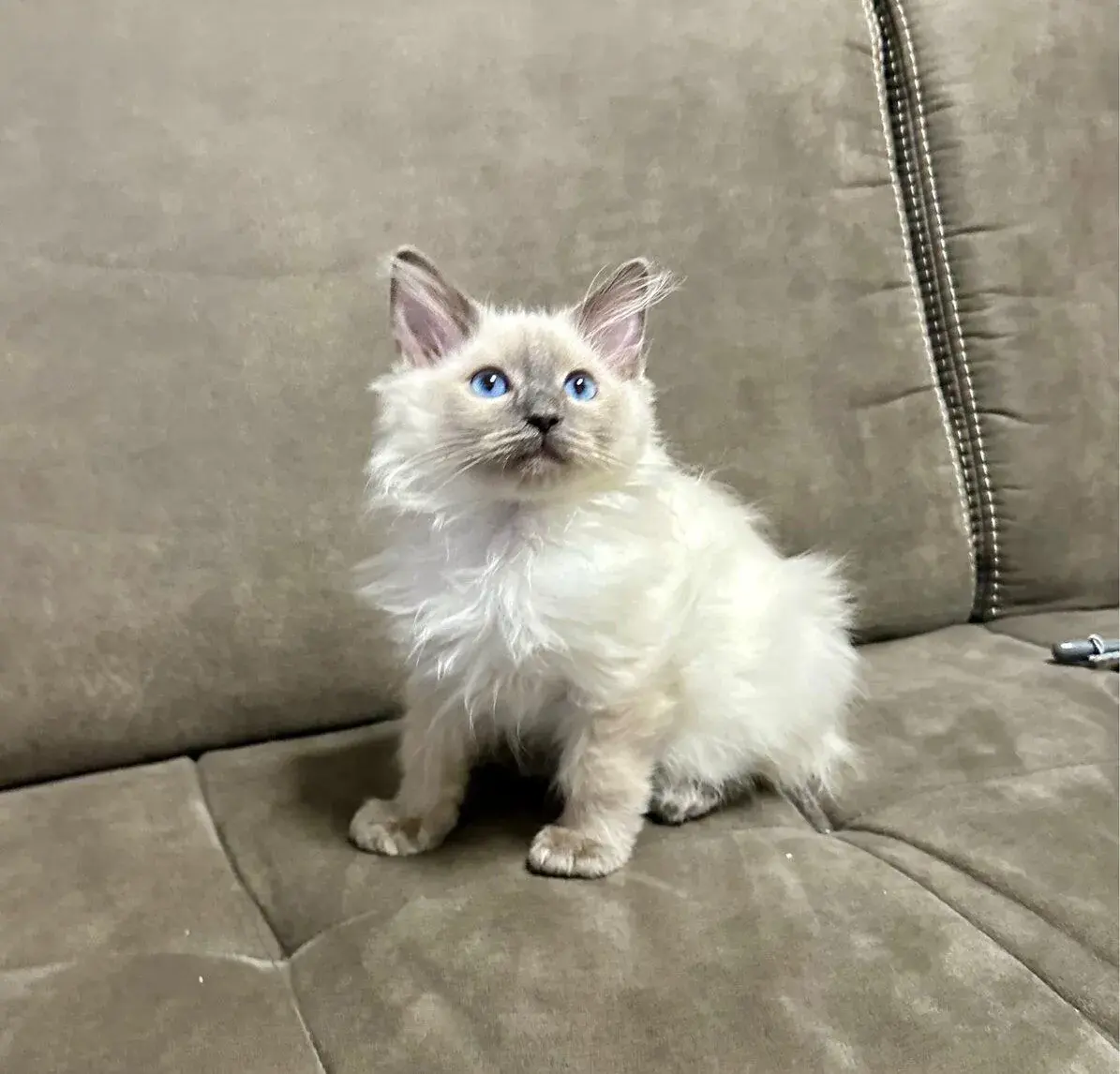 Ragdoll
