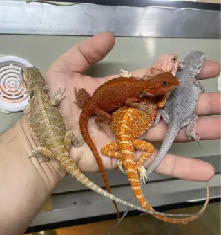 Agama bradata