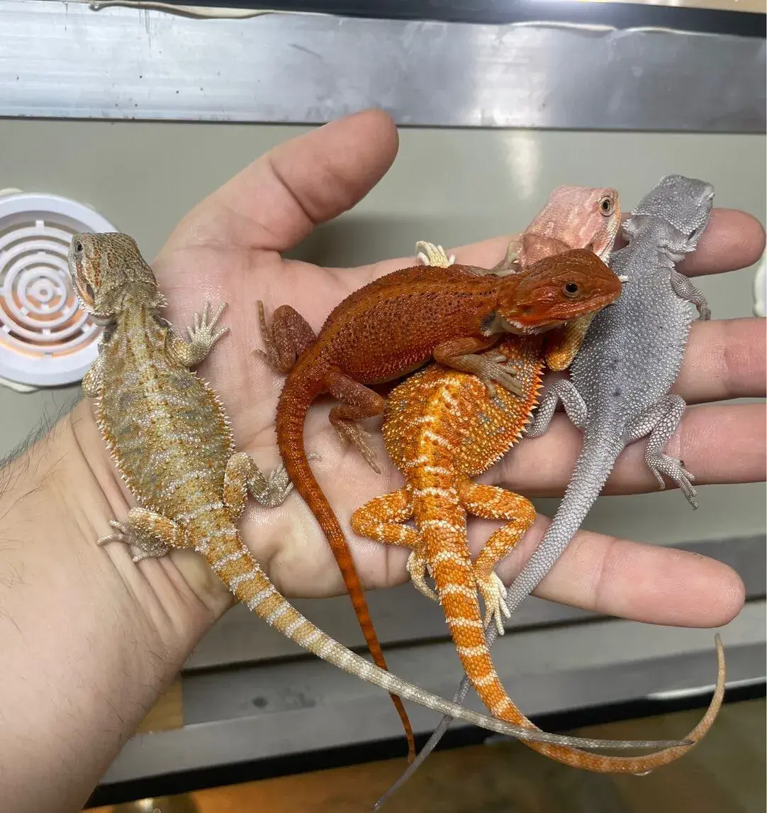 Agama bradata