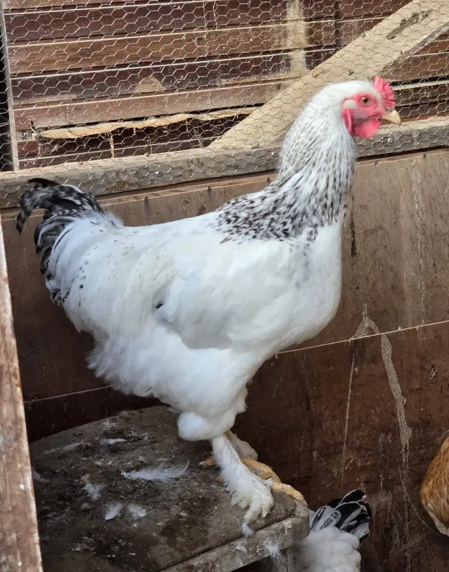 Kohut Brahman