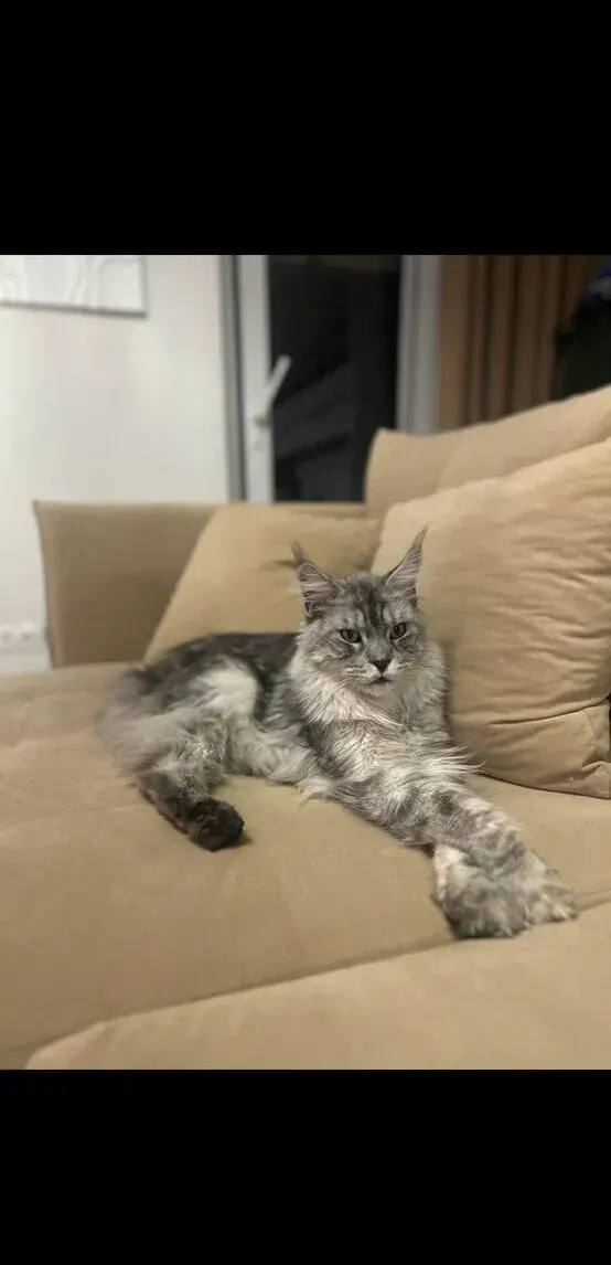 Maine coon - kocúr