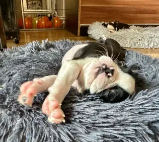 BOSTON TERRIER – ŠTENIATKA HĽADAJÚ MILUJÚCE DOMOVY