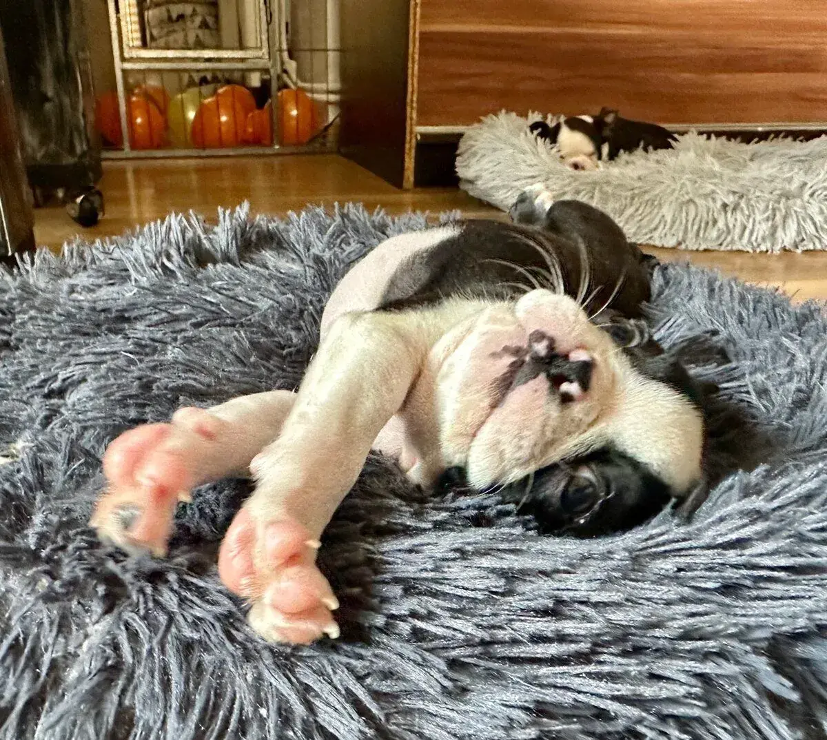 BOSTON TERRIER – ŠTENIATKA HĽADAJÚ MILUJÚCE DOMOVY