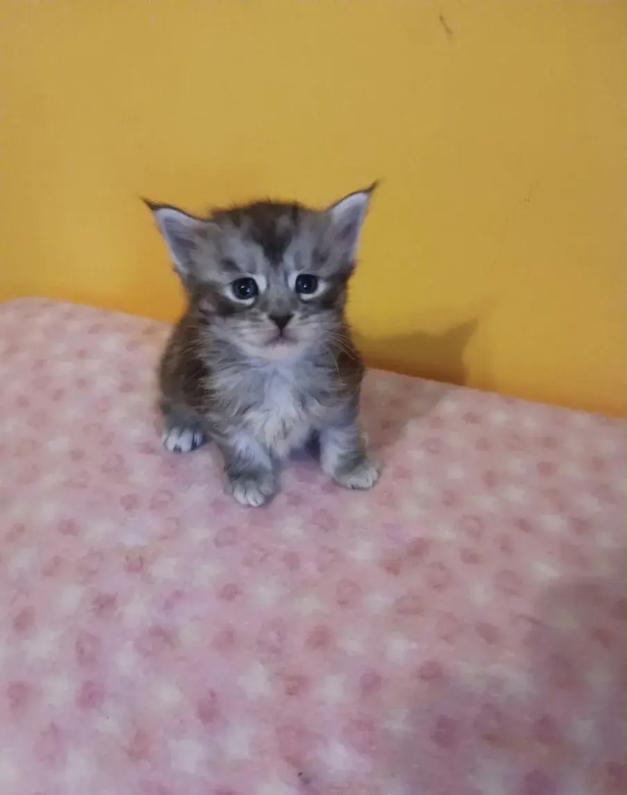 Maine Coon