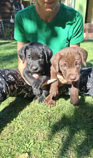 Labrador šteniatka