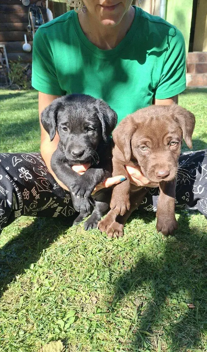 Labrador šteniatka