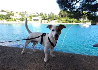 Jack Russel teriér na krytie