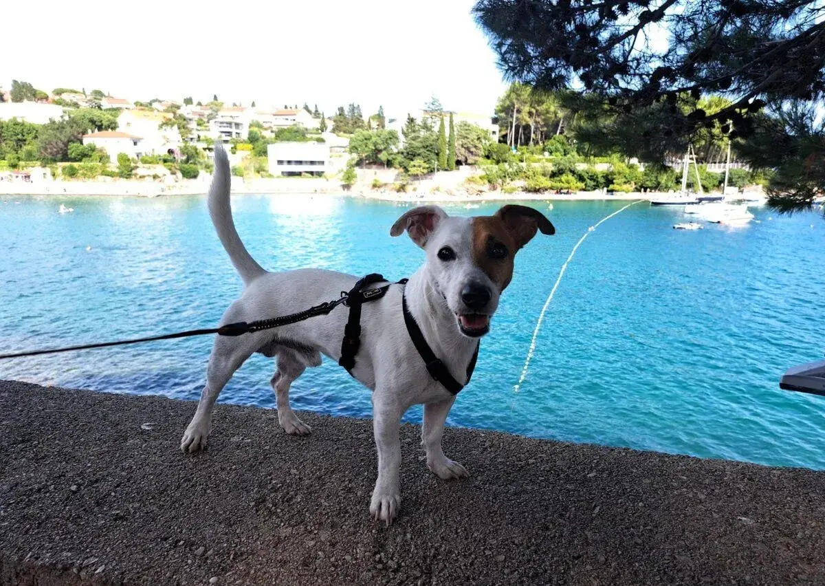 Jack Russel teriér na krytie