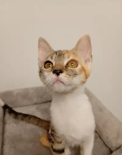 Trojfarebna macicka na adopciu