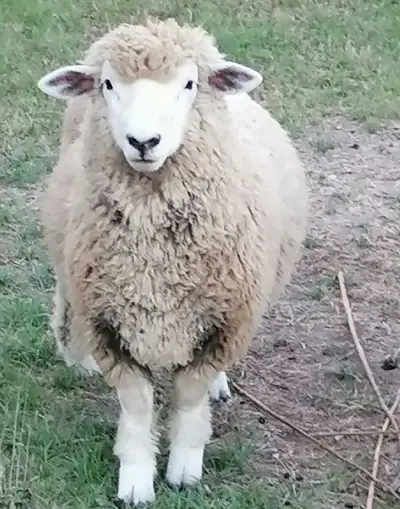 Jahňatá