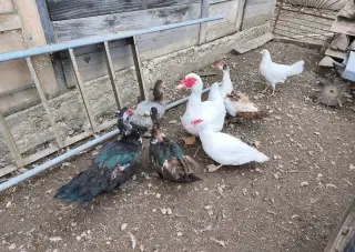 Pižmové kačice a kačerov