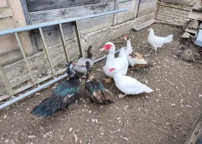 Pižmové kačice a kačerov