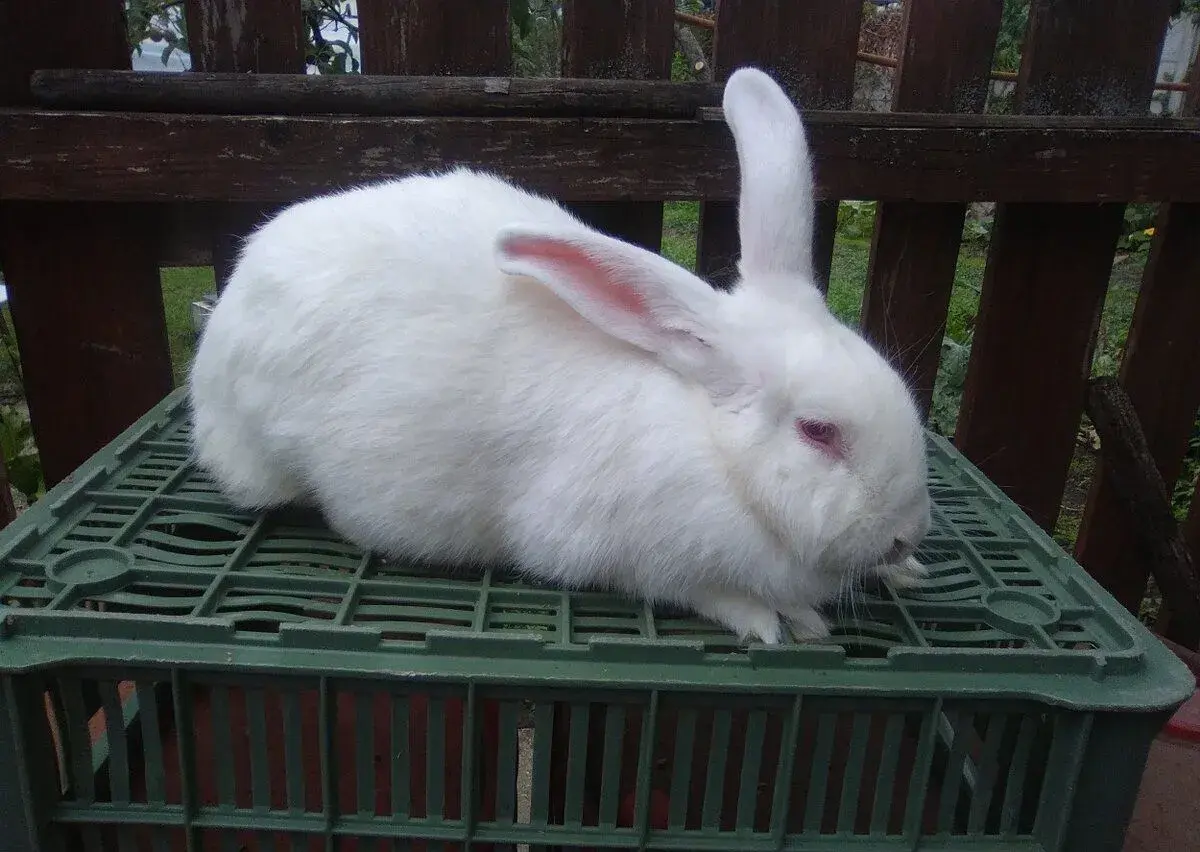 KRALIKY.CHOVNE SAMICE SEREĎ