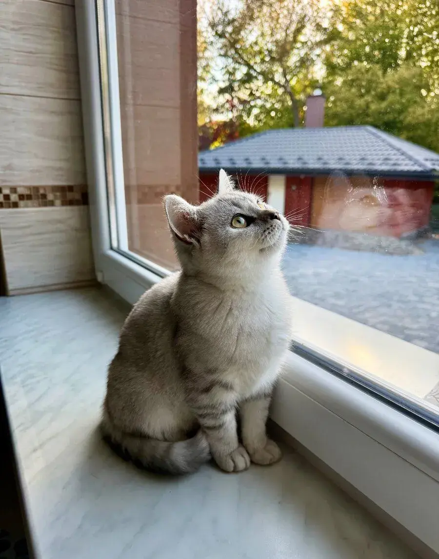 Scottish fold s PP, skotska klapoucha, straight