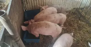 Odstavcata