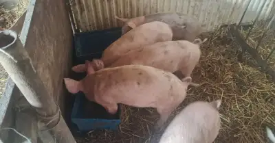 Odstavcata