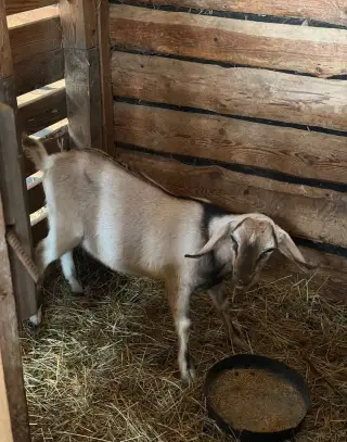 Anglonubiského capka