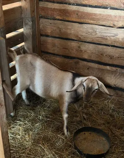 Anglonubiského capka