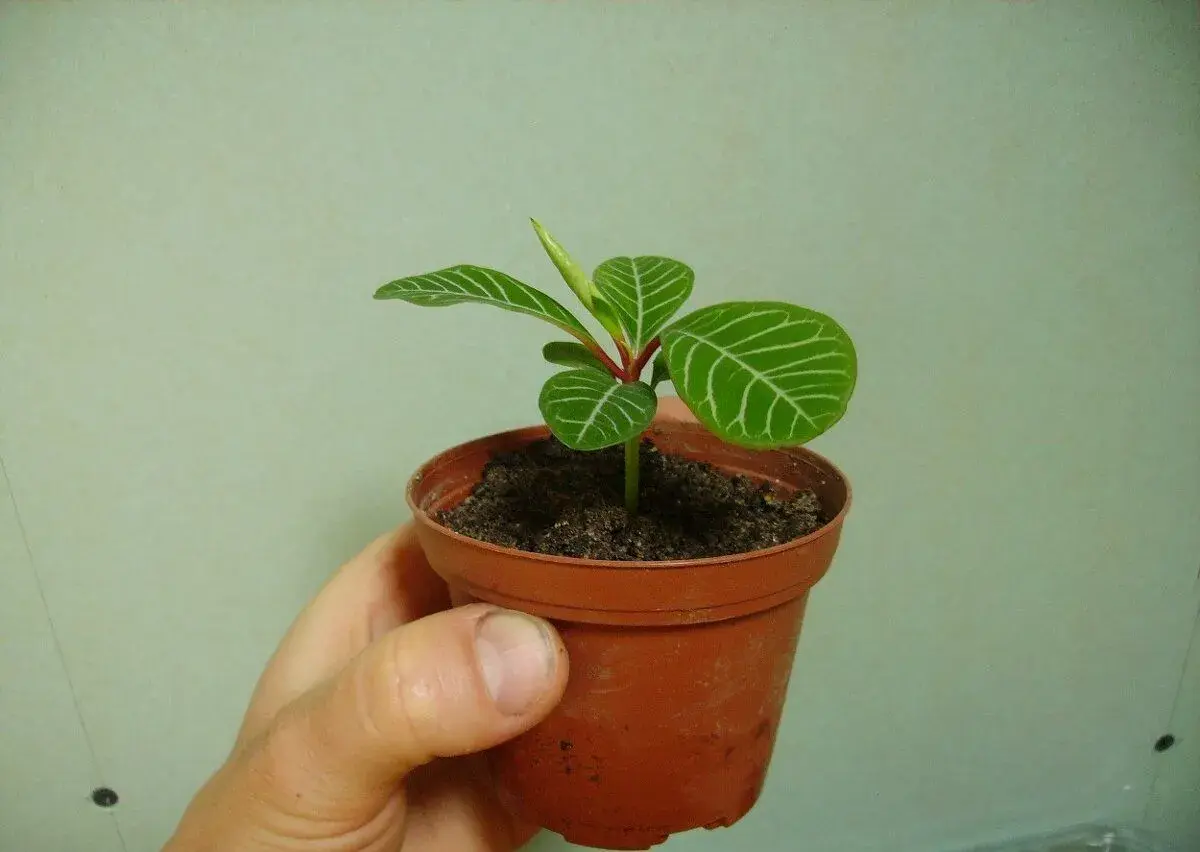 Prýštec - Euphorbia leuconeura