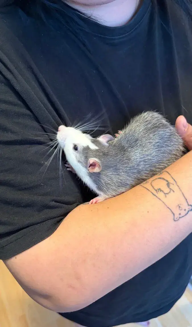 Potkan dumbo