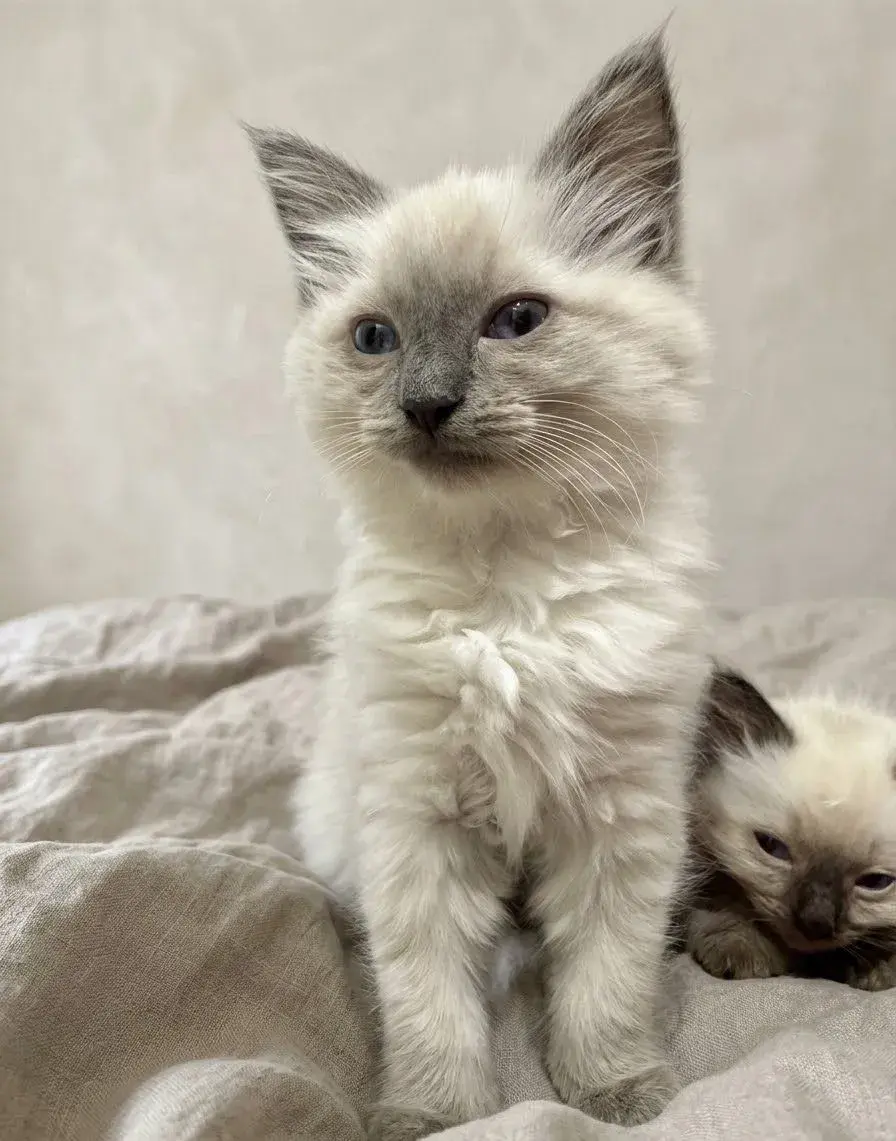 Ragdoll mačiatka
