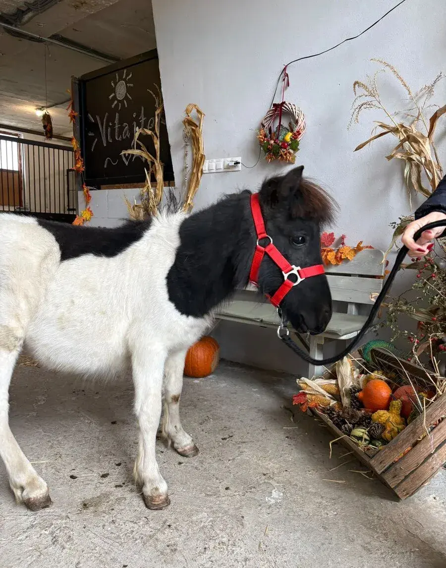 Shetlandský mini pony