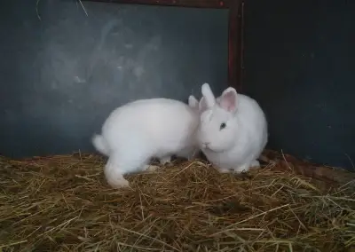 Zakrslé králiky hermelíny