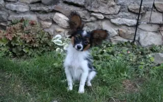 Papillon s PP