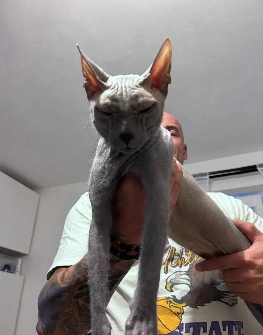 Don sphynx