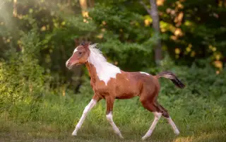 Arabský / Pintabian žrebček, žriebätko 2026