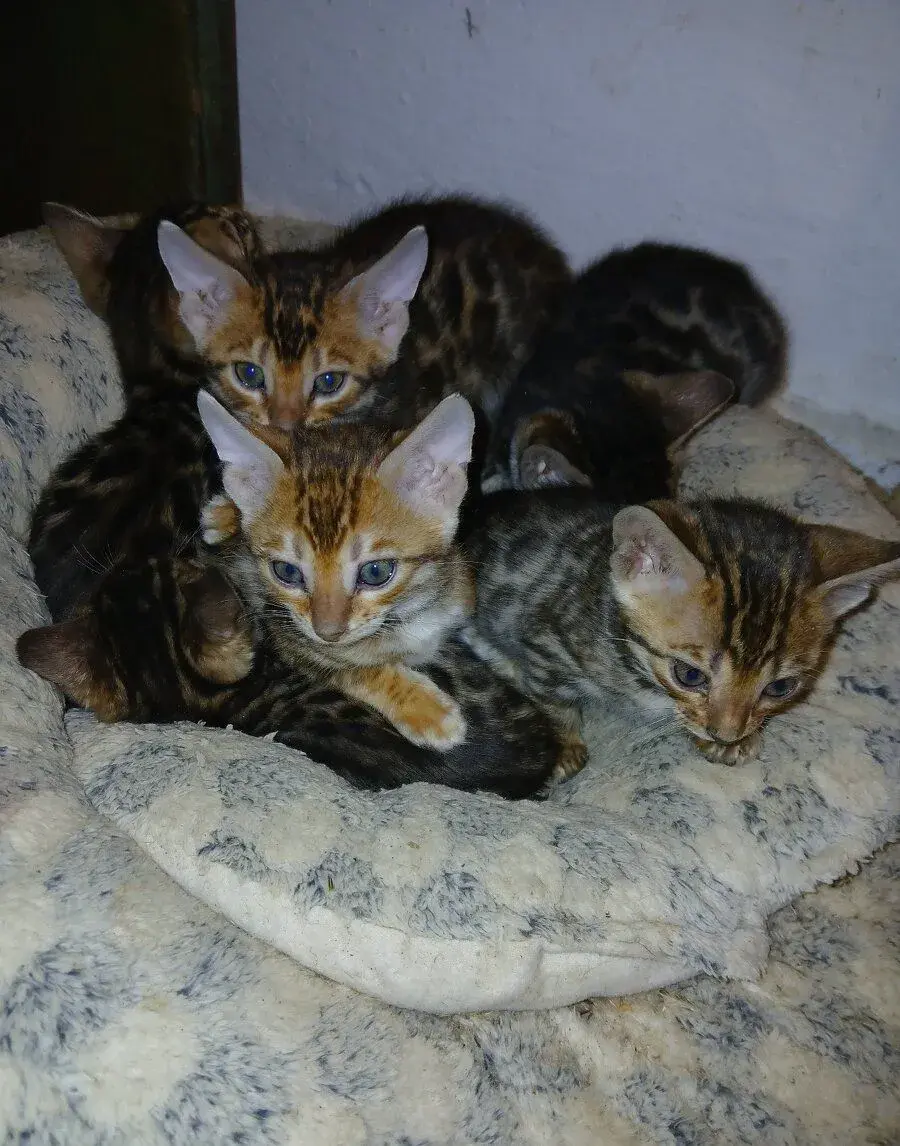 Bengalské mačiatka
