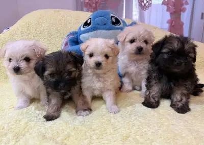 Rozkošné šteniatka maltézak × mini pomeranian