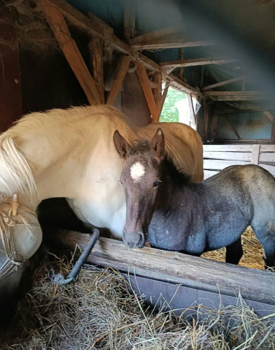 Kobylu +2 mesačný žrebec