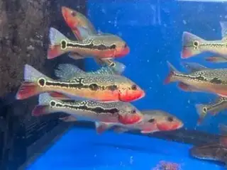 cichli+mix