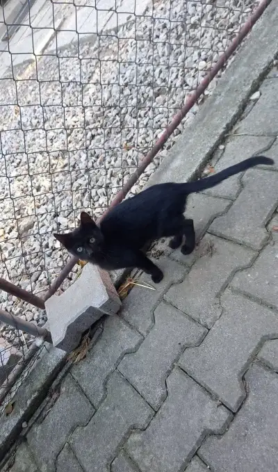 Darujem mačiatka