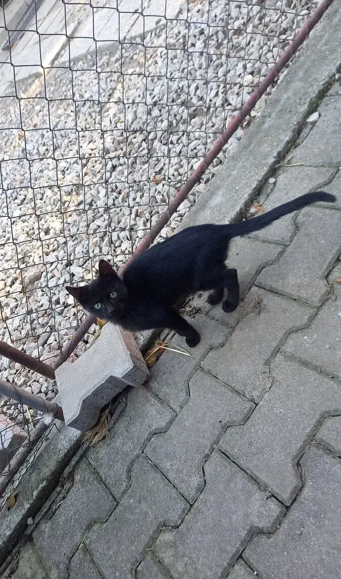 Darujem mačiatka