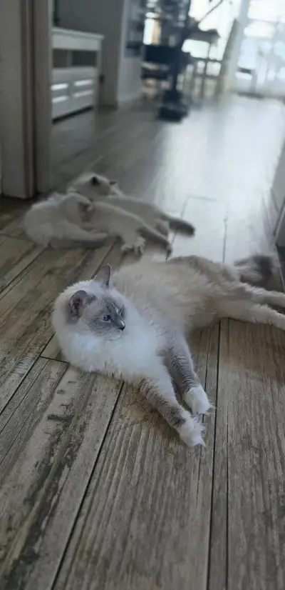 Ragdoll s PP