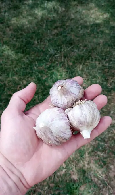 Cesnak